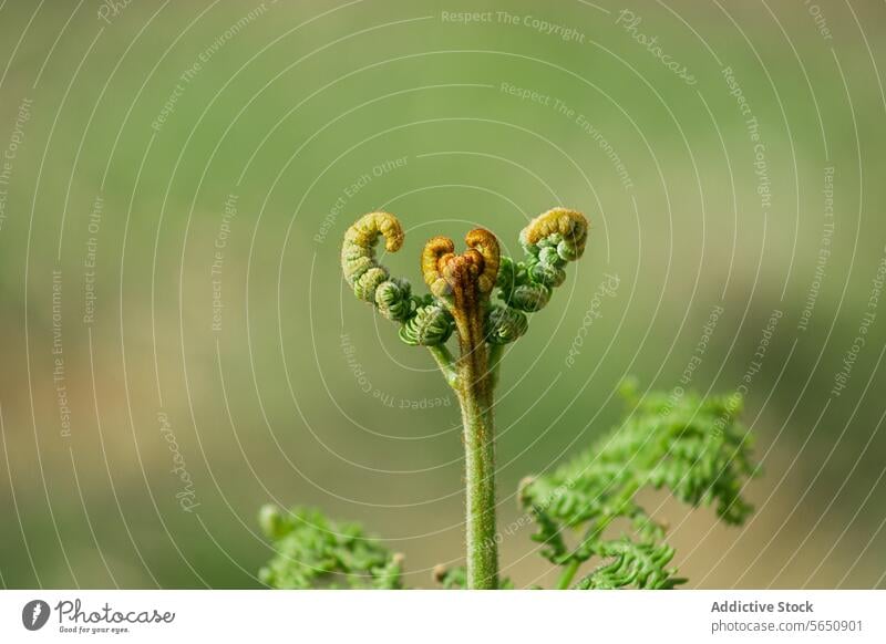 Junger Farnwedel, der sich vor einem weichen Hintergrund entfaltet Wurmfarn . Entfaltung Pflanze grün Nahaufnahme Natur Weichzeichner filigran Wachstum
