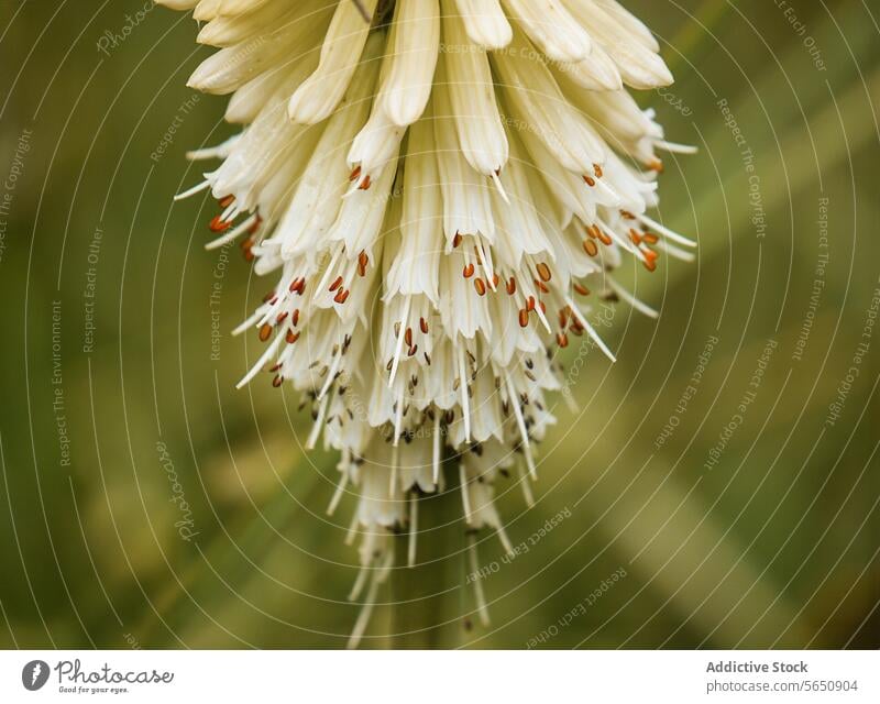 Nahaufnahme einer weiß blühenden Fackellilie Blume Blütezeit Blütenblatt rot speck grün Hintergrund filigran Natur Pflanze Flora botanisch Garten Frühling