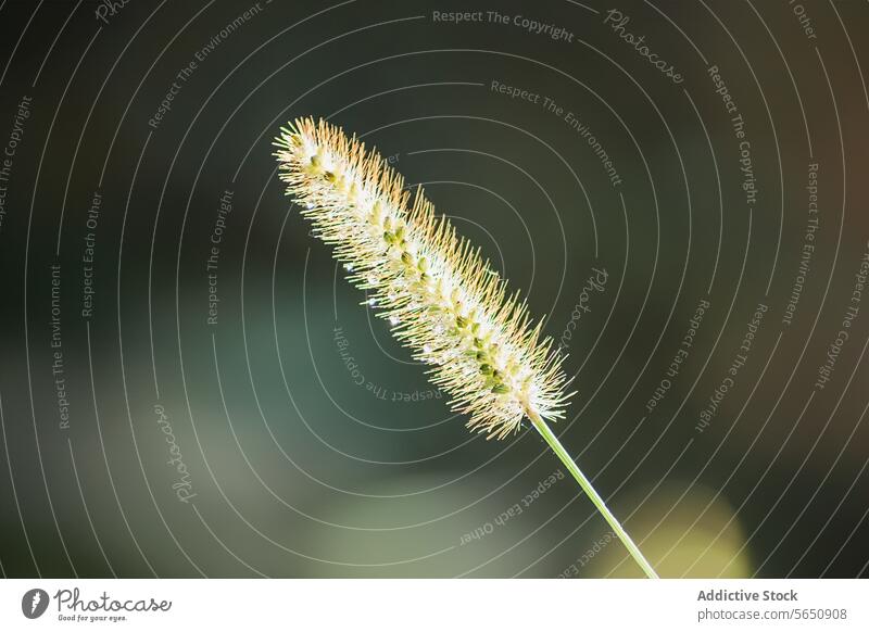 Gelassene Nahaufnahme eines einzelnen Fuchsschwanzgras-Ährchens Gras Spikelet natürliches Licht hintergrundbeleuchtet ruhig Gelassenheit filigran Natur Flora