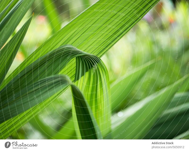 Nahaufnahme von leuchtend grünen Palmenblättern in der Natur Handfläche Blatt Pflanze Detailaufnahme Muster üppig (Wuchs) Grün pulsierend Textur botanisch