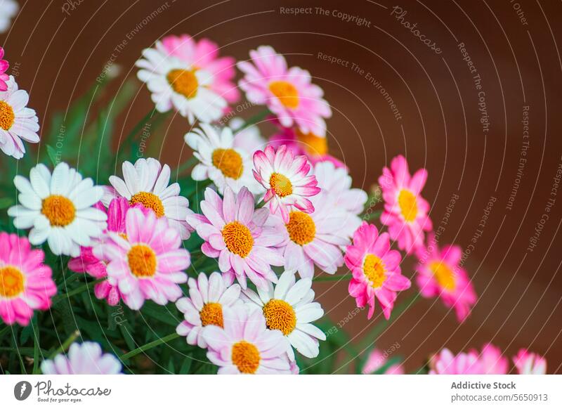 Leuchtend rosa und weiße Gänseblümchen in Blüte Blume Blütezeit Blütenblatt Pflanze Nahaufnahme pulsierend Cluster Natur Garten Flora hell farbenfroh Botanik