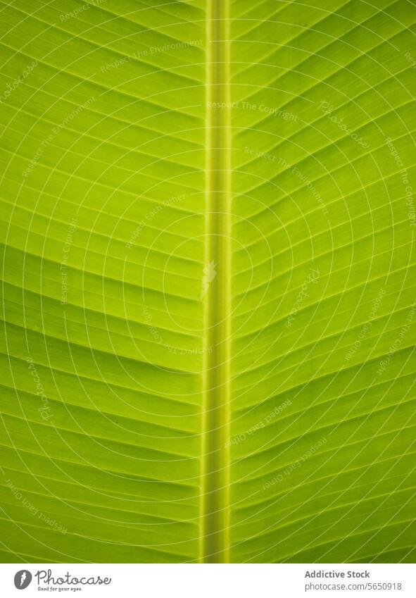 Lebendiges grünes Bananenblatt, Nahaufnahme Textur natürlich Muster pulsierend Detailaufnahme Pflanze organisch Laubwerk Natur Hintergrund Makro Licht Linie