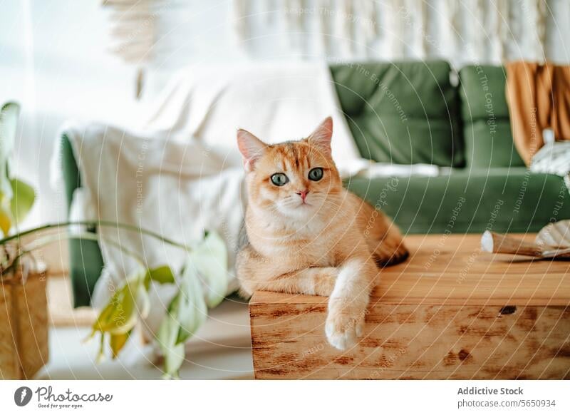Niedliche goldene Britisch-Kurzhaar-Katze, die zu Hause auf einer Holzfläche sitzt und in die Kamera schaut heimisch Wohnzimmer Tier Britisch Kurzhaar Haustier