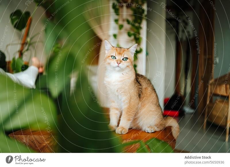 Niedliche goldene Britisch-Kurzhaar-Hauskatze, die auf einer Holzfläche in einer Wohnung sitzt und wegschaut Katze Britisch Kurzhaar heimisch