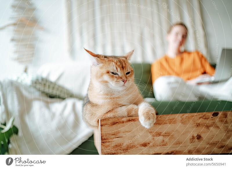 Niedliche Britisch-Kurzhaar-Gold auf dem Bett zu Hause in der Nähe von unscharfen Frau mit Laptop arbeiten ausruhen Katze Britisch Kurzhaar Kätzchen Haustier
