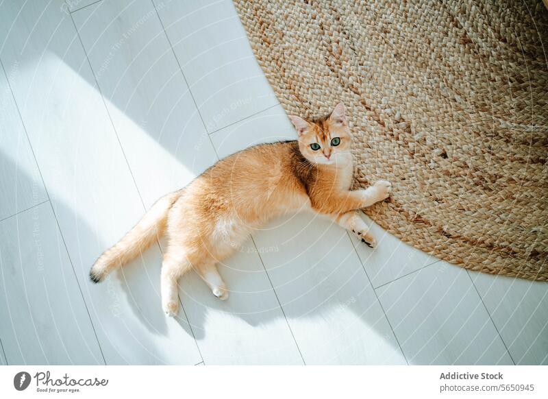 Draufsicht auf Adorable Katze auf dem Boden in der Nähe von Teppich im Tageslicht zu Hause liegen neugierig niedlich bezaubernd Lügen Haustier Sommer Wohnzimmer