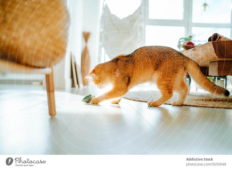 Liebenswerte Katze steht und spielt mit Spielzeug auf dem Boden im Tageslicht zu Hause neugierig niedlich bezaubernd spielen Kugel Haustier Fenster Wohnzimmer