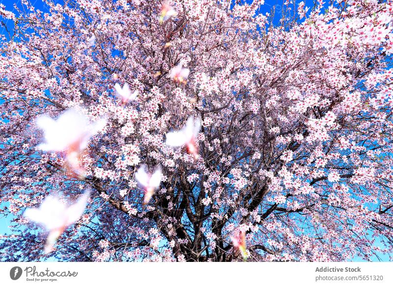 Von unten Mandelbaum in voller Blüte, mit zarten rosa und weißen Blüten vor einem klaren blauen Himmel im Frühling Baum Blütezeit Blumen künstlerisch