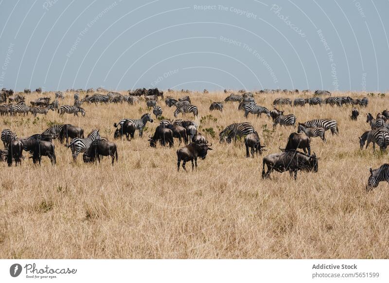 Savannenherden auf dem Vormarsch Tierwelt Gnus Zebras Grasland Menschengruppe Bewegung gebogene Hörner streifen dynamisch Herde trocknen Natur Tiere im Freien