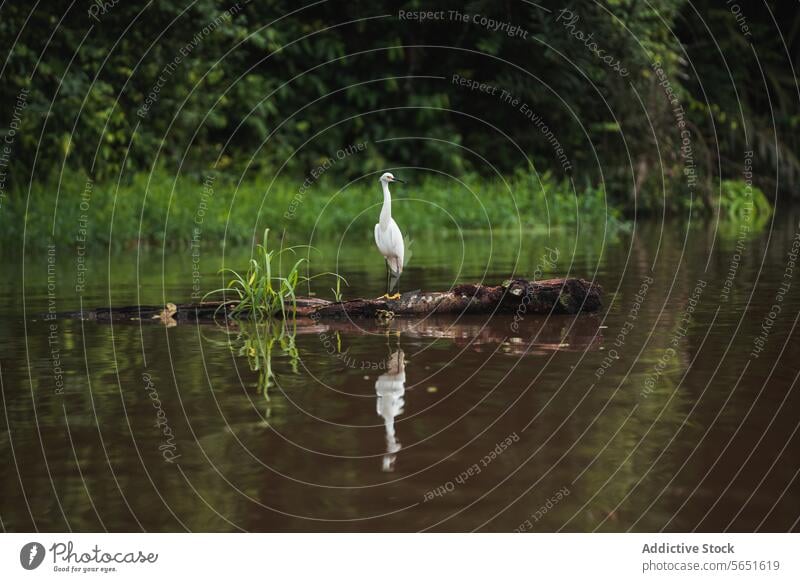 Weißer Reiher auf einem Treibholz Fluss Reflexion & Spiegelung Wasser Grün Hintergrund Windstille Gelassenheit weiß Vogel Tierwelt Natur Stehen Anmut friedlich