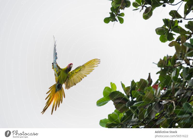 Niedriger Winkel des farbenfrohen Papageis im Mittelflug Flug Vogel Flügel Federn Aufstrich Grün Baum Himmel mitten im Flug Tierwelt Natur tropisch hell