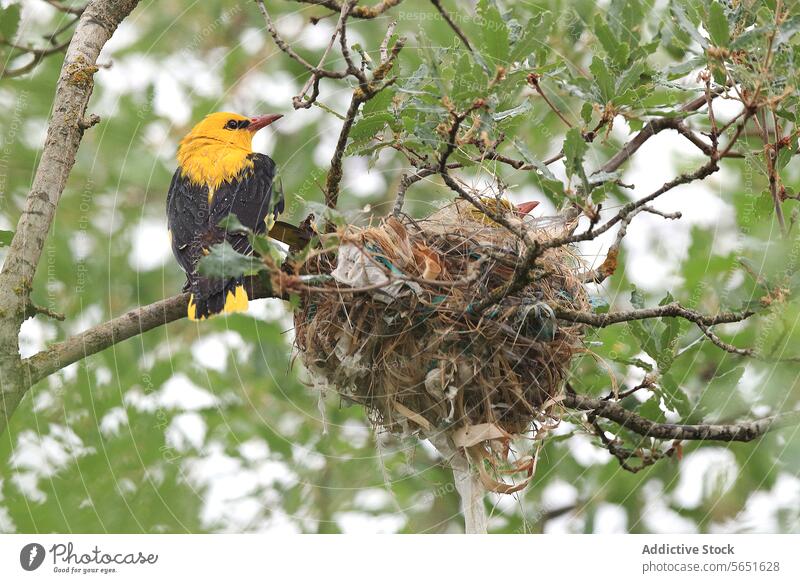 Von unten alarmierender Pirol bei einem gut gebauten Nest in einer Eiche, in natürlicher Umgebung Oriole wach Europäer Vogel Tierwelt Natur Konstruktion Baum