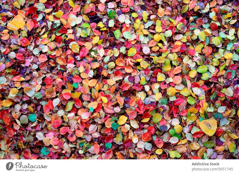 Bunte Blätter, die auf den Boden fallen und eine Kulisse bilden Herbst gefallen mehrfarbig Mosaik Farbtöne pulsierend Bildteppich Muster Textur rot gelb grün