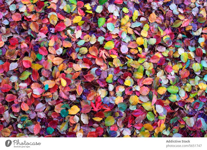 Herbstliche Laubdecke, die auf den Boden gefallen ist und eine Kulisse bildet Blatt Decke mehrfarbig pulsierend Deckung Palette Laubwerk Natur Textur