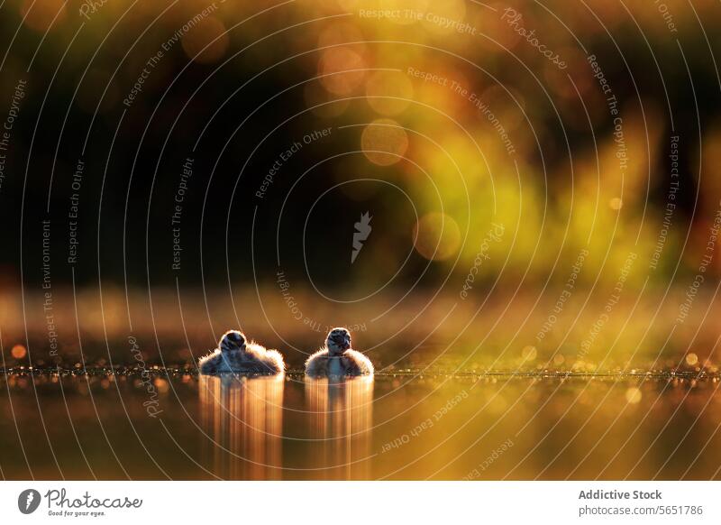 Zwei flauschige Haubentaucherküken schwimmen auf einem schimmernden See, wobei das goldene Licht des Sonnenuntergangs einen Bokeh-Hintergrund bildet Küken