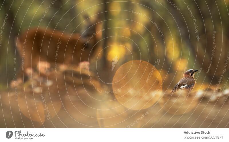 Bezaubernde Herbstszene mit Rehwild und Vogel Szene Bokeh Gelassenheit golden verschwommen Hintergrund Fokus Tierwelt Natur im Freien Wald klein Ruhe Umwelt