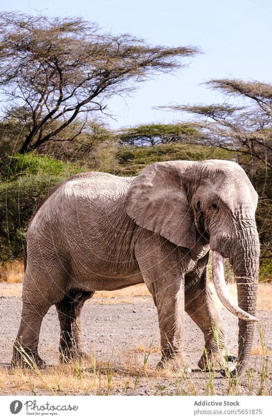 Majestätischer afrikanischer Elefant beim Grasen in der kenianischen Savanne Afrikanisch Kenia Akazie Baum Tierwelt Natur wild Säugetier groß Kofferraum