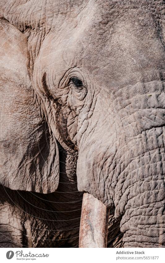 Nahaufnahme eines afrikanischen Elefanten in Kenia Afrikanischer Elefant Textur Auge Stoßzähne Ohr Tierwelt Natur Haut Hautfalten Detailaufnahme groß Säugetier