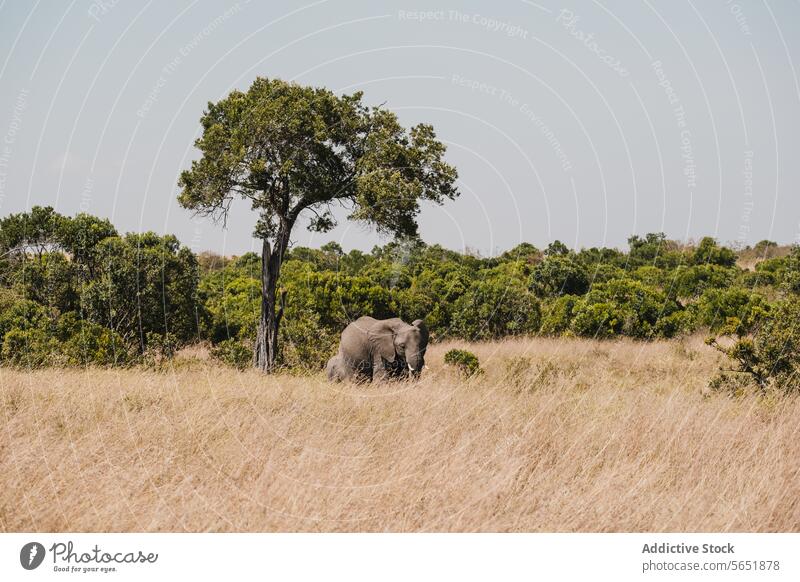 Einsamer Elefant in freier Wildbahn in Kenia Afrika Tierwelt Natur Grasland Savanne Baum einsiedlerisch Säugetier im Freien wild Ökosystem Erhaltung Lebensraum