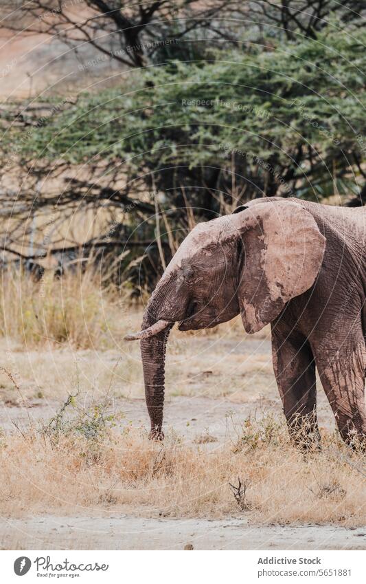Majestätischer afrikanischer Elefant in seinem natürlichen Lebensraum Afrikanischer Elefant Kenia Savanne Tierwelt Natur Dickhäuter Safari Erhaltung wild