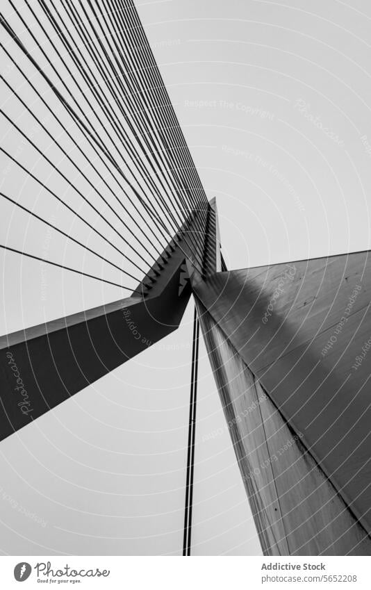 Schwarz-Weiß-Perspektive von oben auf die Kabelkonstruktion der Erasmus-Brücke in Rotterdam, Niederlande Struktur schwarz auf weiß aufwärts modern Architektur