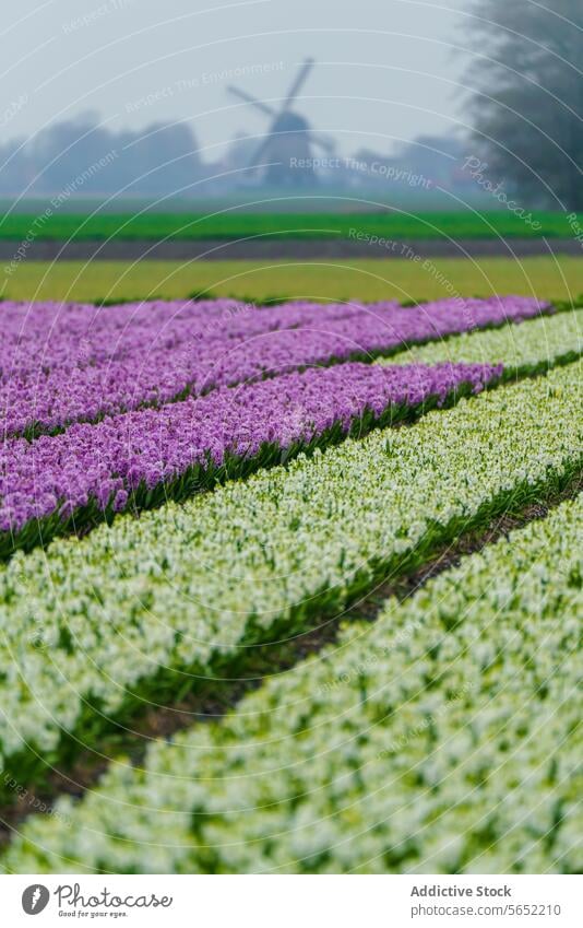 Auffälliger Kontrast von lila und weißen Hyazinthenreihen mit einer alten Windmühle in der Ferne, in den Niederlanden Reihen purpur geblümt Feld Ackerbau