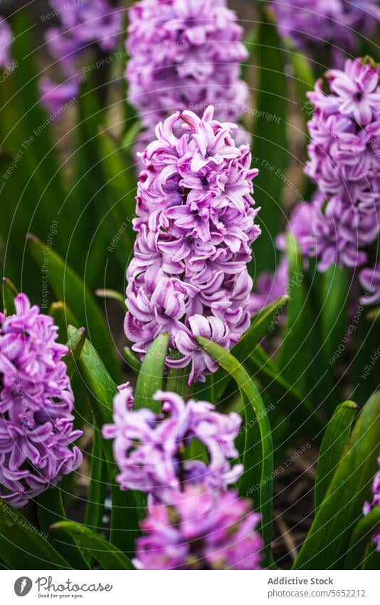 In einem niederländischen Garten blühen im Frühling leuchtend violette Hyazinthen purpur Blütezeit Holländischer Garten Niederlande Blumen pulsierend Flora