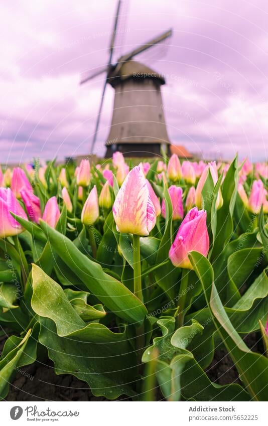 Blühende rosa Tulpen mit einer traditionellen holländischen Windmühle unter einem bewölkten Himmel in den Niederlanden Blütezeit bewölkter Himmel Blumen