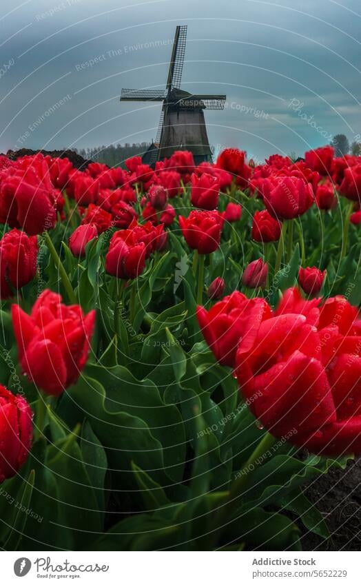 Leuchtend rote Tulpen in voller Blüte mit einer traditionellen holländischen Windmühle unter einem bewölkten Himmel im Hintergrund Blütezeit