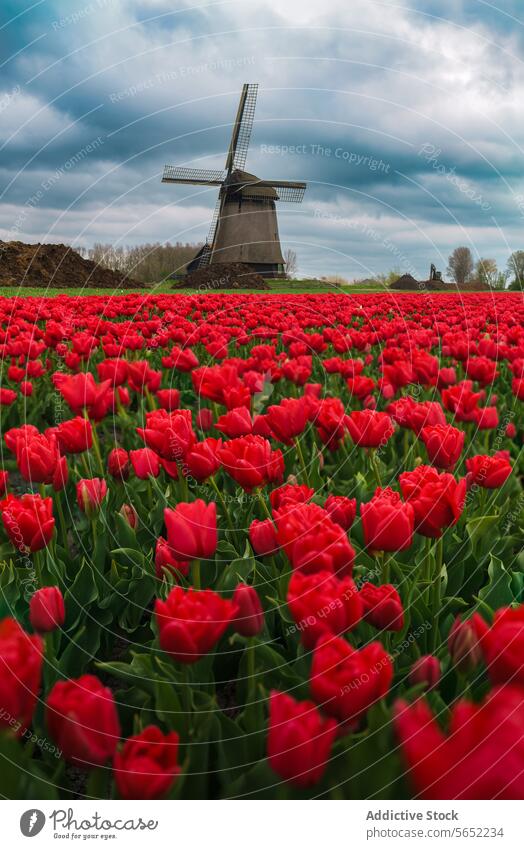 Leuchtend rote Tulpen in voller Blüte mit einer traditionellen holländischen Windmühle unter einem bewölkten Himmel im Hintergrund Blütezeit