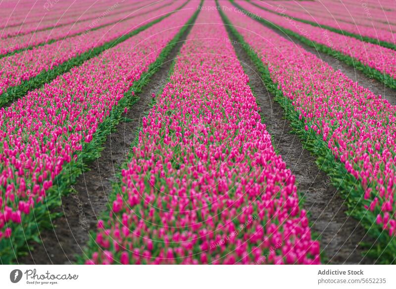 Endlose Reihen blühender rosa Tulpen bilden ein auffälliges Muster in einem niederländischen Blumenfeld holländisch Niederlande Ackerbau Gartenbau Frühling