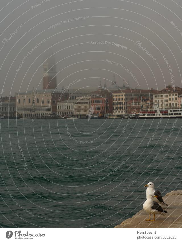 Nebelmorgen in Venedig mit Möwen und San Marco Italien Außenaufnahme Altstadt Hafenstadt Kanal Tourismus Sehenswürdigkeit Canal Grande Ferien & Urlaub & Reisen