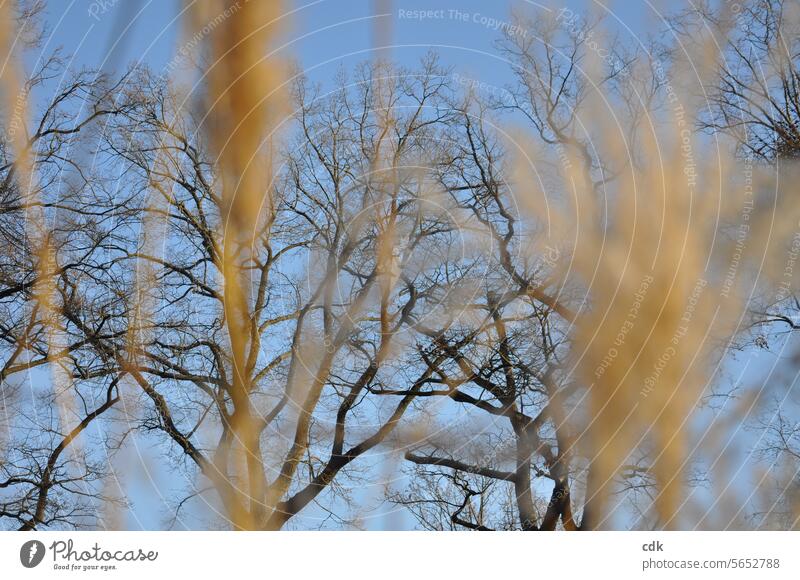 hoch hinaus | kahle Bäume im Winter vor blauem Himmel mit Pampasgras. kahle Laubbäume Außenaufnahme Baum Natur Umwelt Landschaft kalt Wald Menschenleer