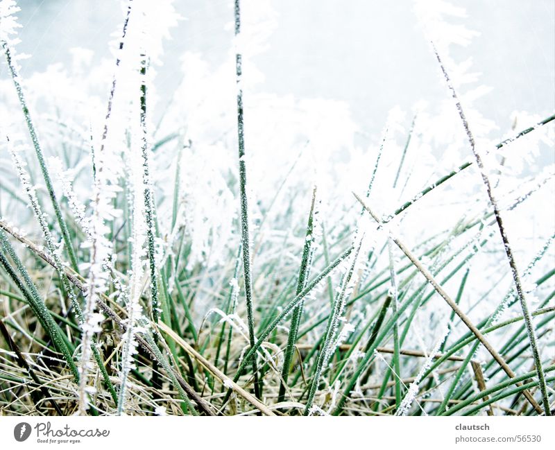 gefrorenes gras Winter Gras Halm Wiese frieren kalt grün stachelig ruhig Frost Eis Raureif Stachel Spitze blau Natur