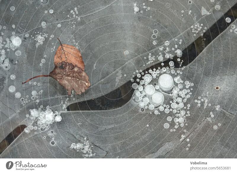 Eis auf einem Tuempel Pfütze abstrakt eisfläche frost frostig kaelte kalt kälte oberfläche pfuetze see struktur teich weiher winter blatt blaetter tuempel