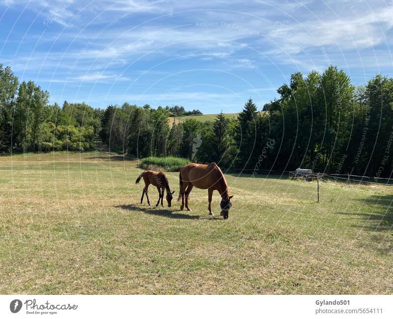 Stute und Fohlen grasen auf der Weide Pferde laufen Trakehner Pferd Trakehner Rasse züchten heimisch trakehner im Freien Schönheit schön Weidenutzung grün Ranch