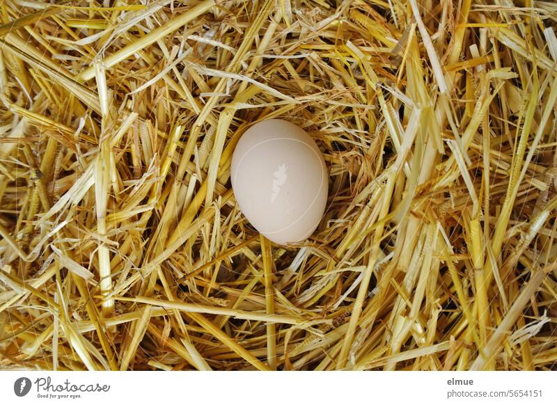 weißes Hühnerei im Stroh Ei Lebensmittel Osterei Ostern Bioprodukte Feste & Feiern Fruchtbarkeitssymbol Blog Dekoration & Verzierung Hühnerhaltung Frühling