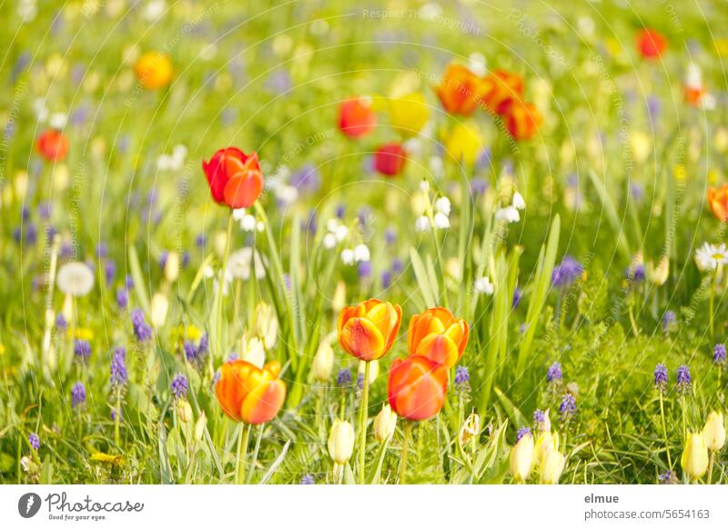 bunte Blumenwiese mit verschiedenen Frühblühern, im Vordergrund Tulpen Frühling blühen Märzenbecher Traubenhyazinthen Liliengewächs Plümsche Blog farbenfroh