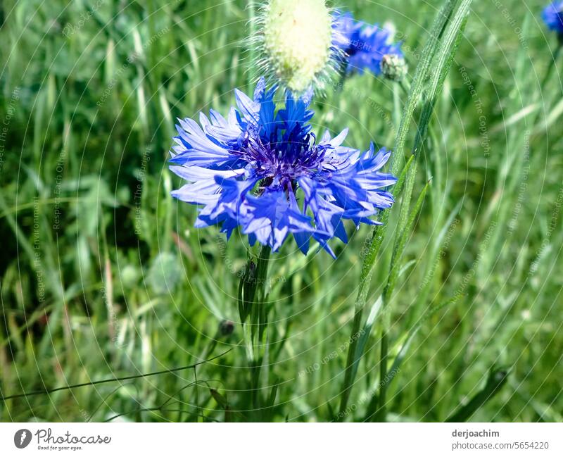 Eine Kornblume mitten auf einer Wiese. Blume Nahaufnahme Blühend Farbfoto Natur Außenaufnahme Detailaufnahme Sommer natürlich Umwelt grün schön Menschenleer Tag