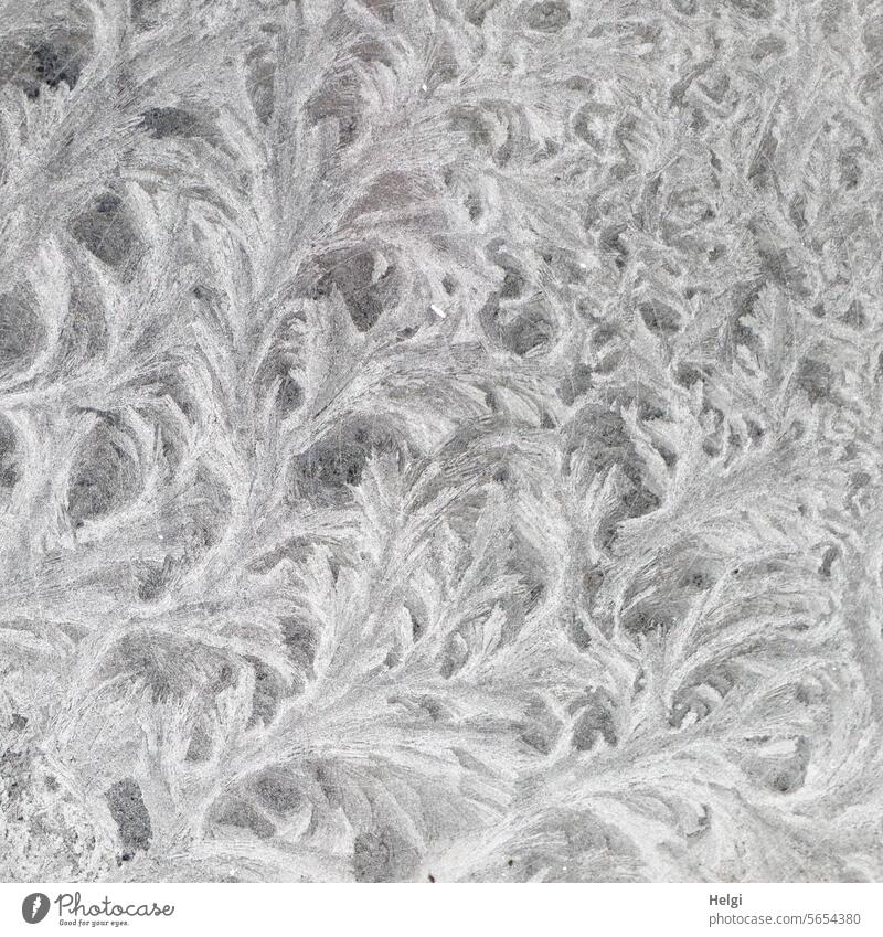 Eisblumen Eiskristall Eisstrukturen Winter Kälte Frost frieren Muster bizarr außergewöhnlich gefroren kalt Kristallstrukturen weiß Außenaufnahme Nahaufnahme
