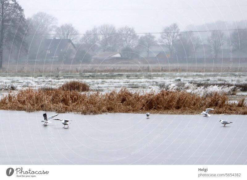 Möwentanz auf dem Eis Landschaft Natur Winter Winterlandschaft Schnee Vogel stehen rutschen Rutschpartie Eisfläche Wiese überschwemmt gefroren winterlich kalt