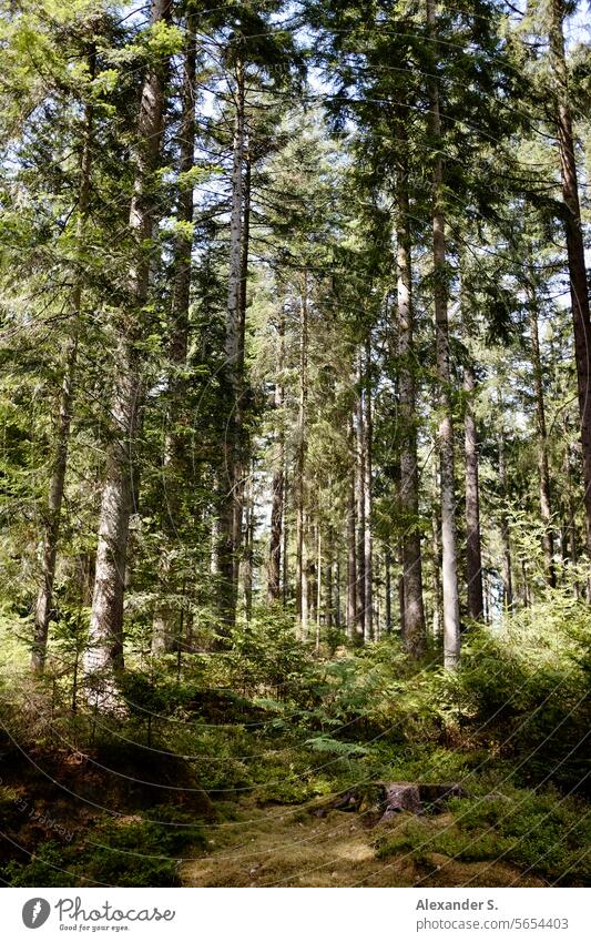Nadelbäume im Wald mit Moos und kleinen Pflanzen darunter auf dem Waldboden Bäume Nadelwald Natur Umwelt grün Forstwirtschaft Schwarzwald