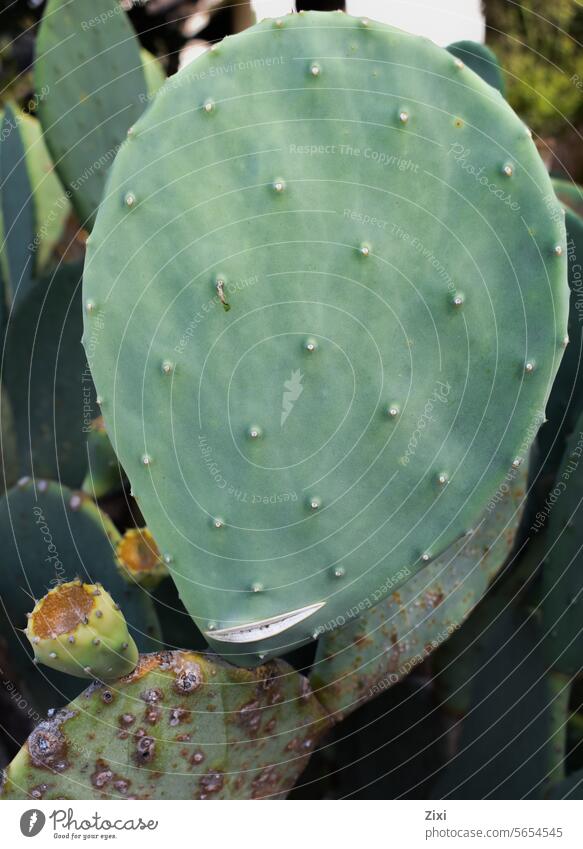 Posierender Kaktus Pflanze Sukkulenten grün Botanik Natur
