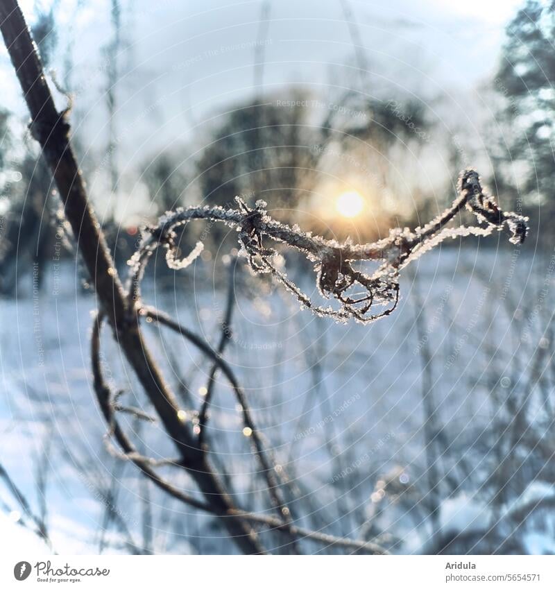 Frostiges Zweiglein im Gegenlicht Winter Sonnenlicht kalt eisig Schnee Eis frieren Winterstimmung frostig winterlich gefroren Wintersonne