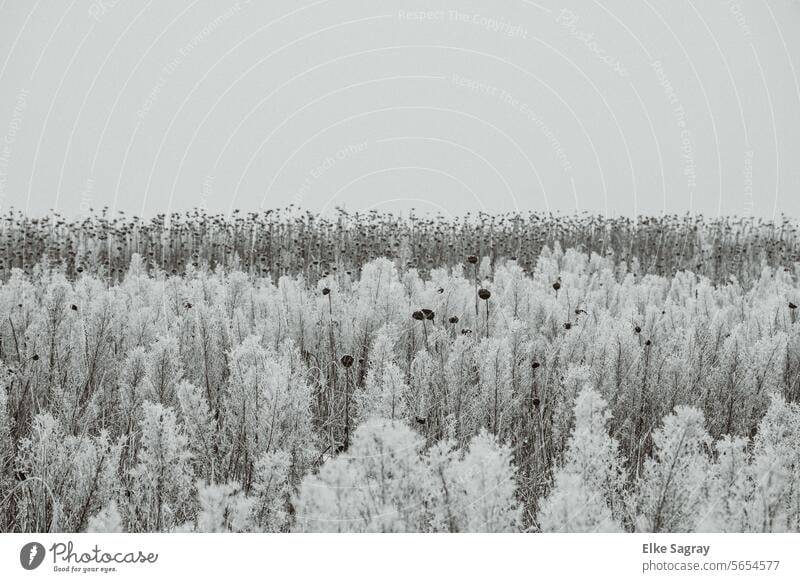 Eingefrorenes , erstarrtes Sonnenblumen Feld im Winter frost Schnee Frost kalt Raureif Eiskristall Außenaufnahme weiß Kälte Winterstimmung