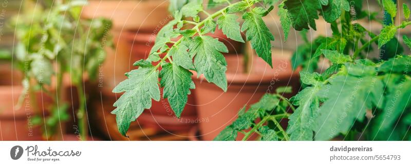 Tomatenpflanzenblätter wachsen auf Keramiktöpfen in einem Gemüsegarten auf dem Balkon Pflanzen Blätter Blatt urban Garten Topf Terrasse wachsend panoramisch