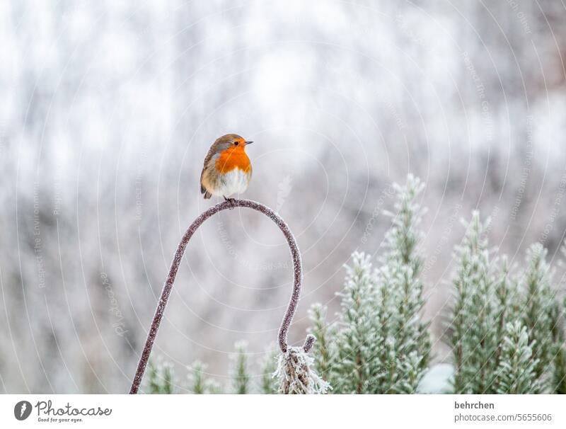 für die kleinen seelchen Ornithologie Außenaufnahme Jahreszeiten Winter Garten niedlich Vögel Umwelt Rotkehlchen hübsch Tierliebe Vogel Farbfoto Natur Singvögel
