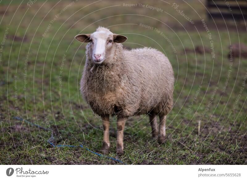 Null Bock auf Schaf ! Schafswolle Wolle Nutztier Wiese Natur Außenaufnahme Tier Farbfoto Weide Gras Tierporträt Fell Schaffell Landwirtschaft Landschaft