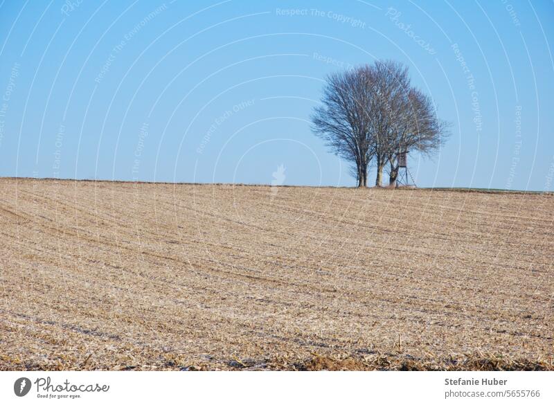 Baum mit Hochsitz daneben auf einer Anhöhe im Feld Natur Landschaft Außenaufnahme Umwelt Menschenleer Tag Winter kalt Einsamkeit ruhig