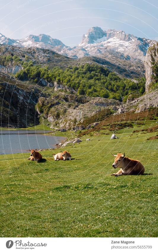 Blick auf das Gebirge Picos De Europa, Seen von Covadonga, Nordspanien, Nationalpark Picoos de europa Asturien Spanien spanien nationalpark nordspanien